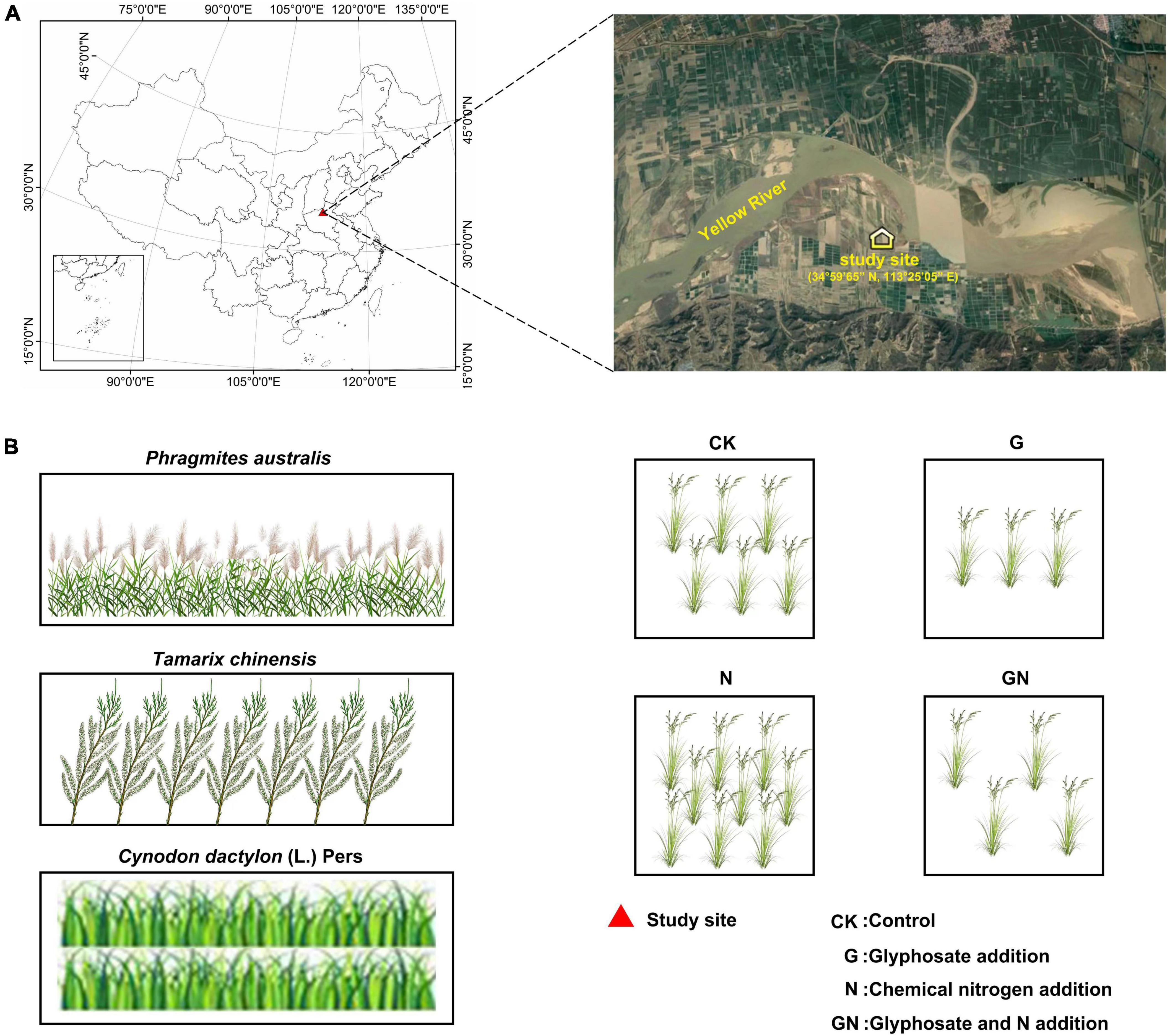 Distinct response patterns of plants and soil microorganisms to agronomic practices and seasonal variation in a floodplain ecosystem